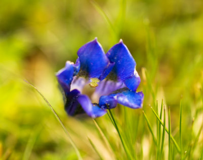 Stemless Gentian (Gentiana acaulis)