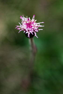 Alpine Coltsfoot (Homogyne alpina)