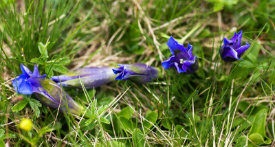 Stemless Gentian (Gentiana acaulis)