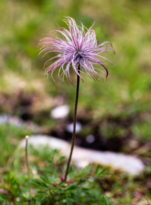 Alpine Avens (Geum montanum)