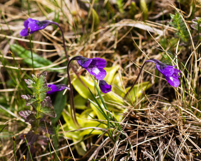 Common Butterwort (Pinguicula vulgaris)