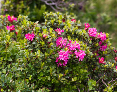 Alpenrose (Rhododendron ferrugineum)