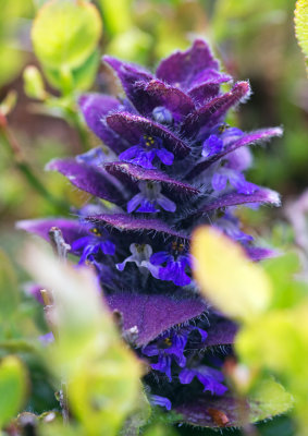 Pyramidal Bugle (Ajuga pyramidalis)