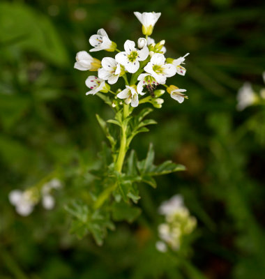 Large Bittercress (Cardamine amara)