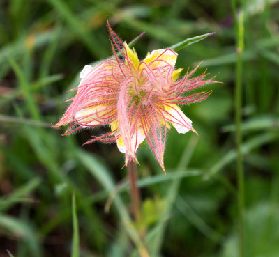 Alpine Avens (Geum montanum)