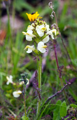 Long-beaked Yellow Lousewort (Pedicularis tuberosa)