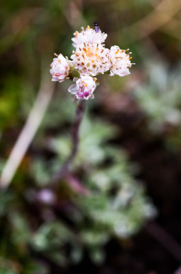 Pussytoes (Antennaria carpatica)