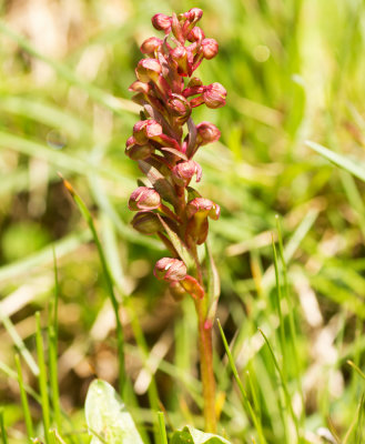 Frog Orchid (Coeloglossum viride)