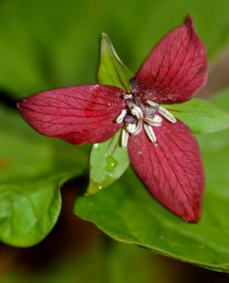 Trillium erectum