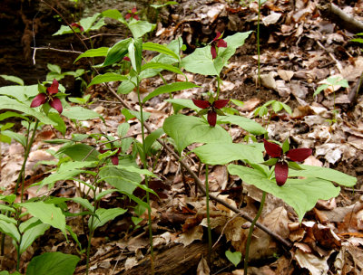 Trillium erectum