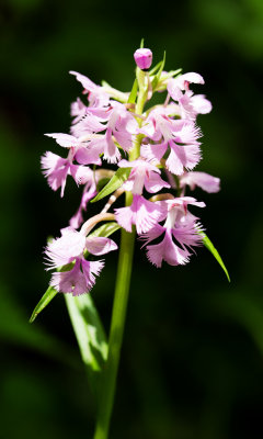 Greater Purple Fringed Orchid (Platanthera grandiflora)