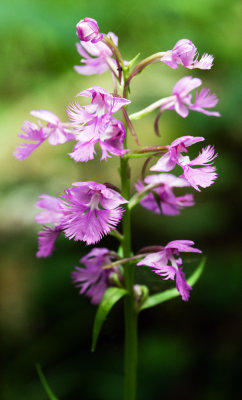 Greater Purple Fringed Orchid (Platanthera grandiflora)