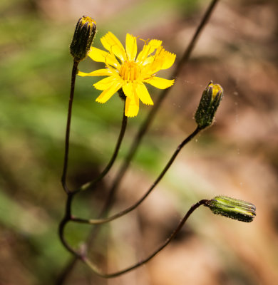 Rattlesnake Weed (Hieracium venosum)