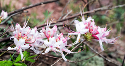 Rhododendron sp.