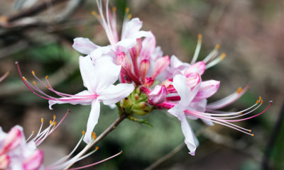Rhododendron sp.