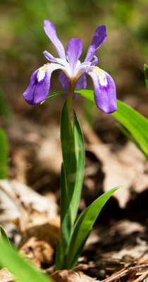 Dwarf Crested Iris (Iris cristata)