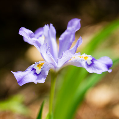 Dwarf Crested Iris (Iris cristata)