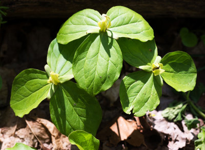 Trillium sessile (Greenish-yellow color variation)