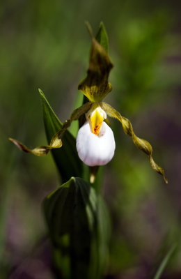Castalia Prairie and Quarry Preserve (Erie County)
