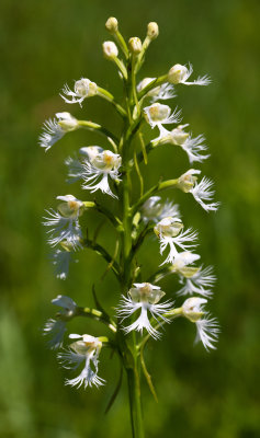 Eastern Prairie-Fringed Orchid (Platanthera leucophaea) 