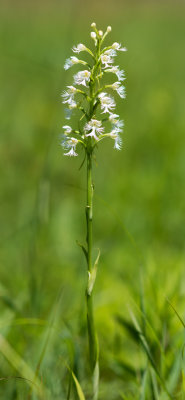 Eastern Prairie-Fringed Orchid (Platanthera leucophaea)