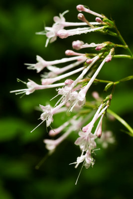 Few-Flowered Valerian (Valeriana pauciflora) 