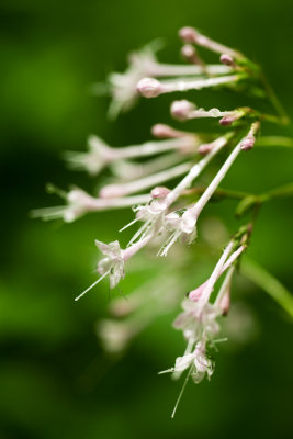 Few-Flowered Valerian (Valeriana pauciflora) 
