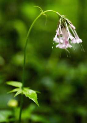 Few-Flowered Valerian (Valeriana pauciflora) 