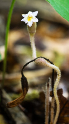 One-Flowered Cancer Root (Orobanche uniflora)