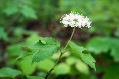 Mapleleaf Viburnum (Viburnum acerifolium)