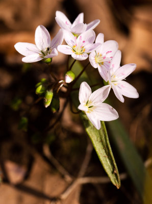 Spring Beauty (Claytonia virginica)