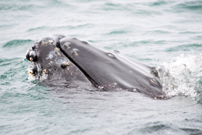 New England, New Brunswick, and Nova Scotia Wildlife and Botany Photos