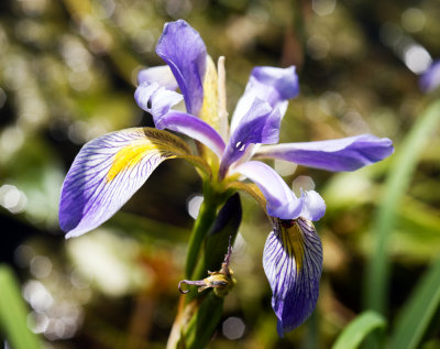 Southern Blue Iris (Iris virginica)