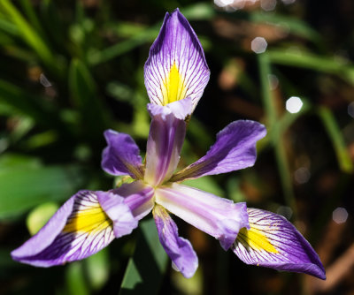 Southern Blue Iris (Iris virginica)