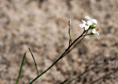 Lyre-Leaved Rockcress (Arabidopsis lyrata)