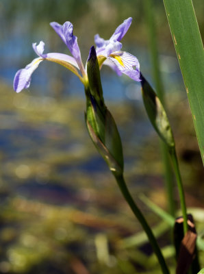 Southern Blue Iris (Iris virginica)