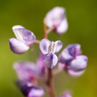 Wild Blue Lupine (Lupinus perennis)