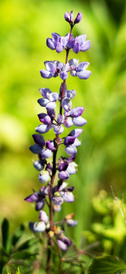 Wild Blue Lupine (Lupinus perennis)