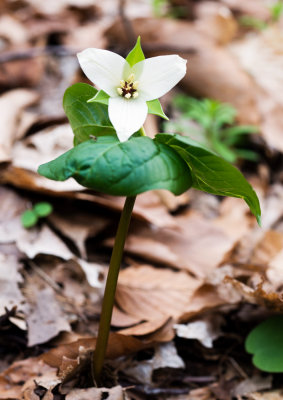 Purple Trillium (Trillium erectum)