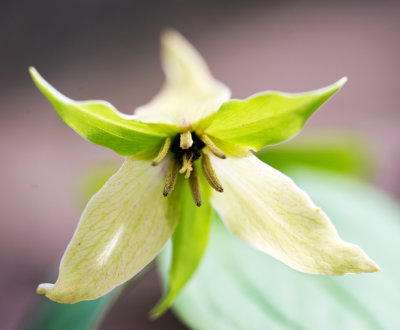 Purple Trillium (Trillium erectum)