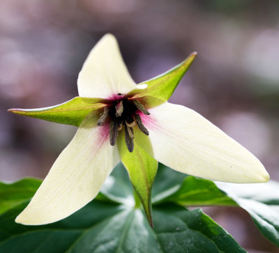 Purple Trillium (Trillium erectum)