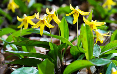 Yellow Trout Lily (Erythronium americanum)