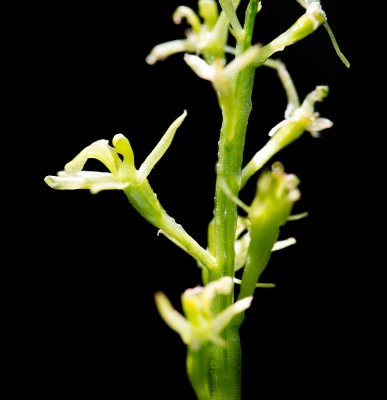 Loesel's Twayblade (Liparis loeselii)