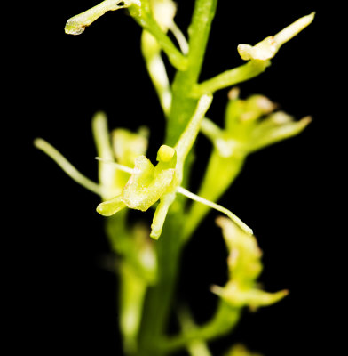 Loesel's Twayblade (Liparis loeselii)