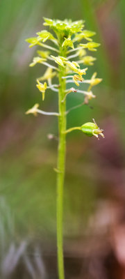 Green Adders Mouth (Malaxis uniflora)