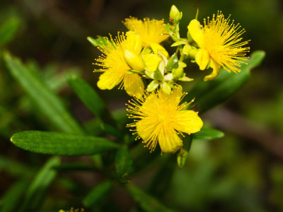 Hypericum sp.