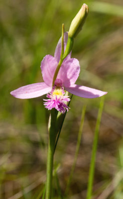 Rose Pogonia (Pogonia ophioglossoides) 