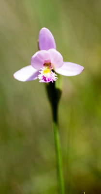 Rose Pogonia (Pogonia ophioglossoides) 