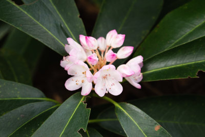 Rhododendron maximum