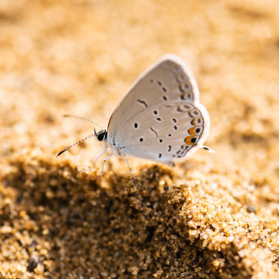 Eastern-tailed Blue Butterfly (Cupido comyntas)